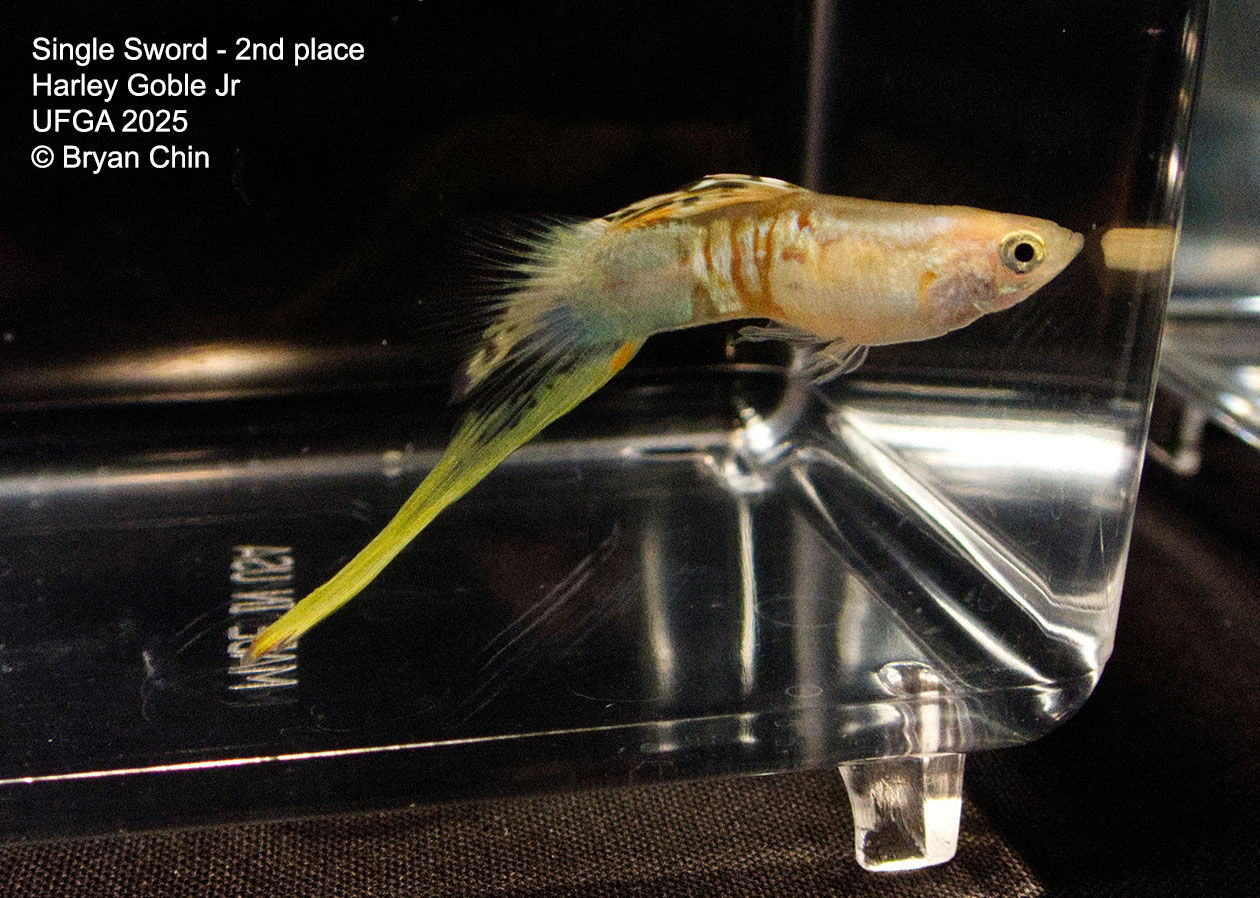 Guppy Single Swordtail